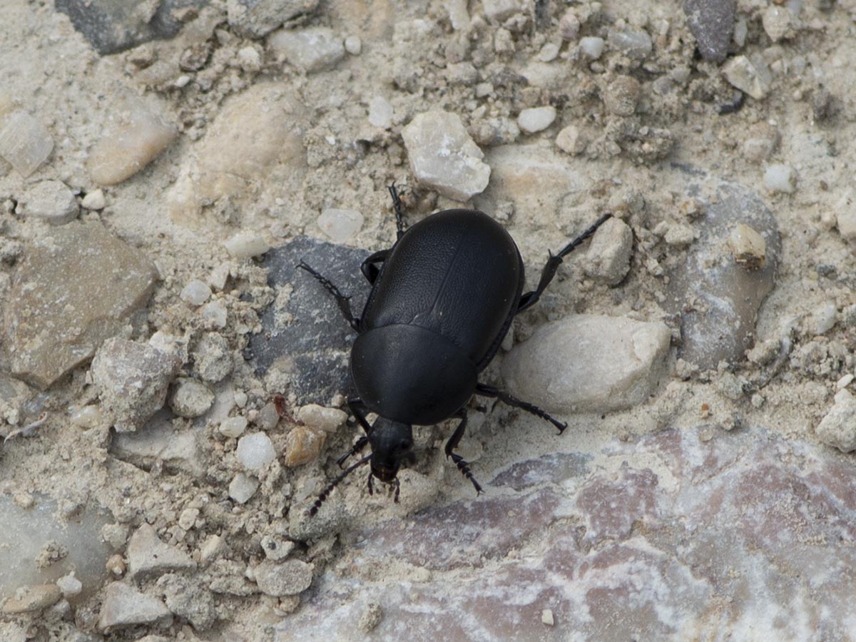Habitus